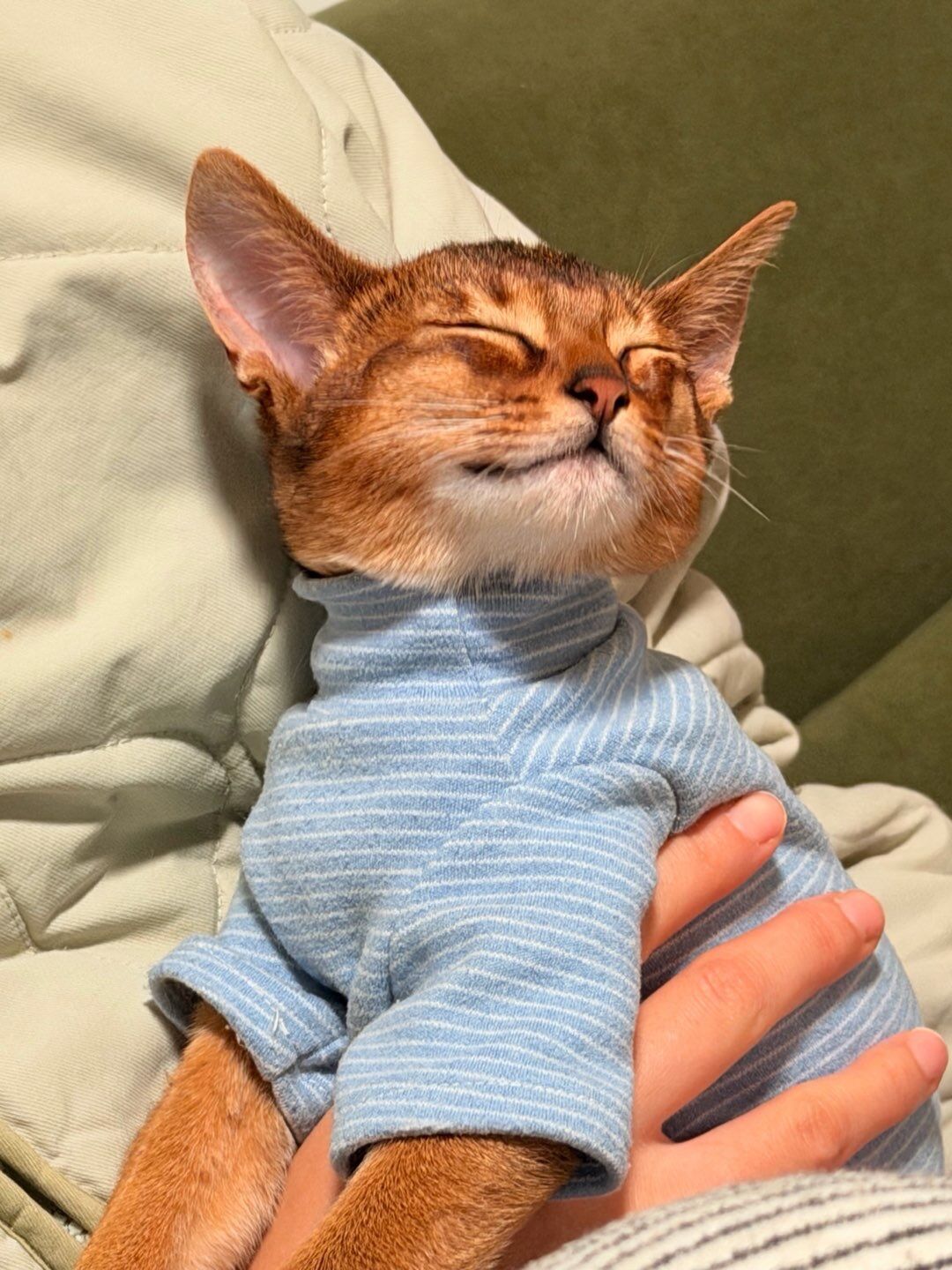 小猫